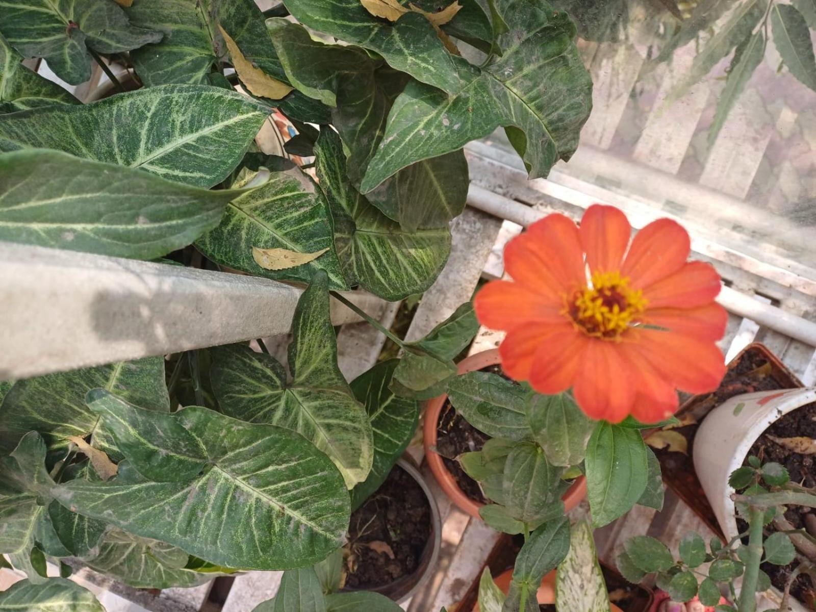 2Bhk Chandra Jyoti Villa Nit Garden Nágpur Exteriér fotografie